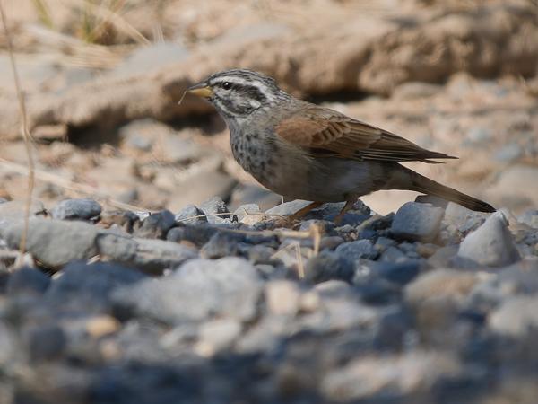 <h3>Emberiza striolata / Striolated bunting / Gestreepte gors</h3>OM-1 Mark II with OLYMPUS M.150-400mm F4.5 TC, 1/2000 sec at F5.6, ISO 400, distance 17.4 m